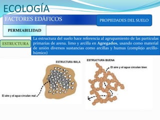 ECOLOGÍA
FACTORES EDÁFICOS PROPIEDADES DEL SUELO
PERMEABILIDAD
ESTRUCTURA
La estructura del suelo hace referencia al agrupamiento de las partículas
primarias de arena. limo y arcilla en Agregados, usando como material
de unión diversos sustancias como arcillas y humus (complejo arcillo-
húmico)
 