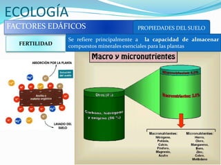 ECOLOGÍA
FACTORES EDÁFICOS PROPIEDADES DEL SUELO
FERTILIDAD
Se refiere principalmente a la capacidad de almacenar
compuestos minerales esenciales para las plantas
 