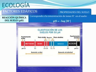 ECOLOGÍA
FACTORES EDÁFICOS PROPIEDADES DEL SUELO
REACCIÓN QUÍMICA
DEL SUELO (pH)
Corresponde a la concentración de iones H+ en el suelo:
pH = - log [H+]
 