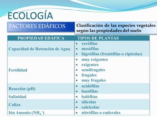 ECOLOGÍA
FACTORES EDÁFICOS
PROPIEDAD EDÁFICA TIPOS DE PLANTAS
Capacidad de Retención de Agua
 xerófilas
 mesófilas
 higrófilas (freatófilas o ripícolas)
Fertilidad
 muy exigentes
 exigentes
 semifrugales
 frugales
 muy frugales
Reacción (pH)
 acidófilas
 basófilas
Salinidad  halófitas
Caliza
 silícolas
 calcícolas
Ión Amonio (NH4
+)  nitrófilas o ruderales
Clasificación de las especies vegetales
según las propiedades del suelo
 
