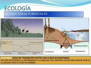 ECOLOGÍA
ECOSISTEMAS FORESTALES
ECOTONO: ZONA DE TRANSICIÓN ENTRE DOS O MÁS ECOSISTEMAS.
EN LOS ECOTONOS LA DIVERSIDAD Y LA RIQUEZA DE ESPECIES SUELE SER MAYOR POR EL
LLAMADO EFECTO EFECTO BORDE.
 