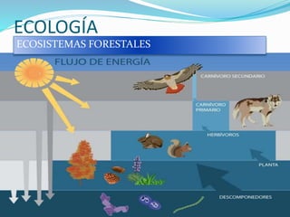 ECOLOGÍA
ECOSISTEMAS FORESTALES
 
