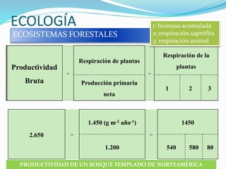 ECOLOGÍA
ECOSISTEMAS FORESTALES
Productividad
Bruta
=
Respiración de plantas
=
Respiración de la
plantas
Producción primaria
neta
1 2 3
1: biomasa acumulada
2: respiración saprófita
3: respiración animal
2.650 =
1.450 (g m-2 año-1)
=
1450
1.200 540 580 80
PRODUCTIVIDAD DE UN BOSQUE TEMPLADO DE NORTEAMÉRICA
 