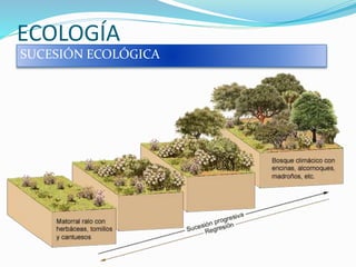 ECOLOGÍA
SUCESIÓN ECOLÓGICA
 