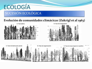 ECOLOGÍA
SUCESIÓN ECOLÓGICA
Evolución de comunidades climácicas (Zukrigl et al 1963)
 