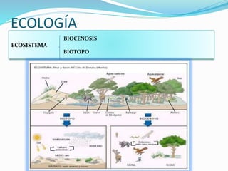 ECOLOGÍA
BIOCENOSIS
ECOSISTEMA
BIOTOPO
 