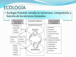 ECOLOGÍA
 Ecología Forestal: estudia la estructura, composición y
función de los terrenos forestales.
 