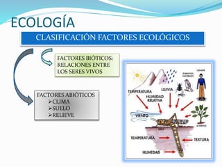 ECOLOGÍA
CLASIFICACIÓN FACTORES ECOLÓGICOS
FACTORES ABIÓTICOS
CLIMA
SUELO
RELIEVE
FACTORES BIÓTICOS:
RELACIONES ENTRE
LOS SERES VIVOS
 