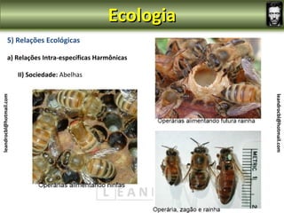 Ecologia
                5) Relações Ecológicas

                a) Relações Intra-específicas Harmônicas

                         II) Sociedade: Abelhas
leandrocbl@hotmail.com




                                                             leandrocbl@hotmail.com
 