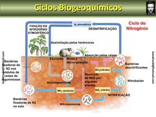 Ciclos Biogeoquímicos
                                                                   N2 atmosférico                        Ciclo do
                                   FIXAÇÃO DO
                                   NITROGÊNIO                                 DESNITRIFICAÇÃO           Nitrogênio
                                  ATMOSFÉRICO


                                                Assimilação pelos herbívoros
leandrocbl@hotmail.com




                                                                                                                           leandrocbl@hotmail.com
                                                                           Absorção pelas raízes
                                                Excreção   Morte e
     Bactérias                                             decomposição
   fixadoras de                                                                                         Bactérias
      N2 nos                                                                                            desnitrificantes
                                                                                    NO3(nitrato)
    nódulos de
                                                                           Absorção
     raízes de
                                                                           de NH3 por
   leguminosas                                                                                           Nitrobacter
                                            Decompositores                 algumas
                                                                           plantas
                                                    NH3 (amônia)                    NO2 (nitrito)

                                                                                               NITRIFICAÇÃO
                         Bactérias
                         fixadoras de N2
                                                      Nitrosomonas
                         no solo
 