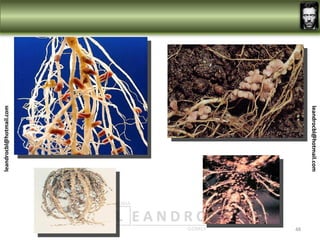 leandrocbl@hotmail.com
                         48
leandrocbl@hotmail.com
 