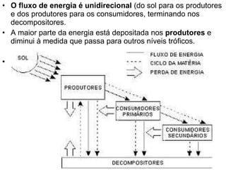 O fluxo de energia é unidirecional  (do sol para os produtores e dos produtores para os consumidores, terminando nos decompositores. A maior parte da energia está depositada nos  produtores  e diminui à medida que passa para outros níveis tróficos. 