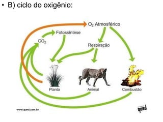 B) ciclo do oxigênio: 