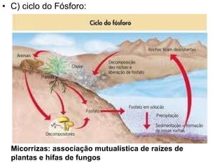 C) ciclo do Fósforo: Micorrizas: associação mutualística de raízes de plantas e hifas de fungos 