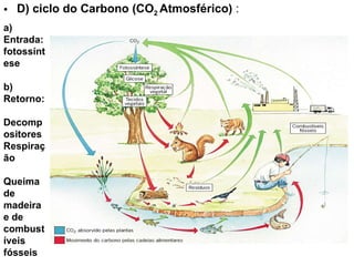 D) ciclo do Carbono (CO 2  Atmosférico)  : a) Entrada: fotossíntese b) Retorno: Decompositores Respiração Queima de madeira e de combustíveis fósseis 