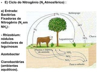 E) Ciclo do Nitrogênio (N 2  Atmosférico) : a) Entrada: Bactérias Fixadoras de Nitrogênio (N 2  em NH 3 )   : - Rhizobium: nódulos radiculares de leguinosas Azotobacter Cianobactérias (ambientes aquáticos). 