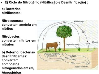 E) Ciclo do Nitrogênio (Nitrificção e Desnitrificação) : a) Bactérias nitrificantes: Nitrossomas: convertem amônia em nitritos Nitrobacter: convertem nitritos em nitratos b) Retorno: bactérias desnitrificantes: convertem compostos nitrogenados em (N 2  Atmosférico  