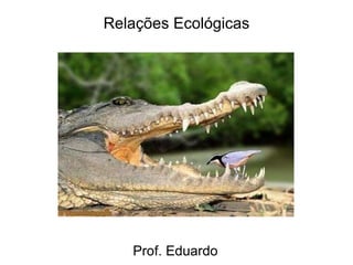 Relações Ecológicas Prof. Eduardo 