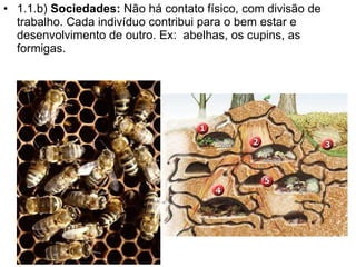 1.1.b)  Sociedades:  Não há contato físico, com divisão de trabalho. Cada indivíduo contribui para o bem estar e desenvolvimento de outro. Ex:  abelhas, os cupins, as formigas.  
