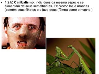 1.2.b)  Canibalismo:  indivíduos da mesma espécie se alimentam de seus semelhantes. Ex crocodilos e aranhas (comem seus filhotes e o luva-deus (fêmea come o macho.)  