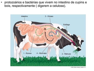 protozoários e bactérias que vivem no intestino de cupins e bois, respectivamente ( digerem a celulose).  