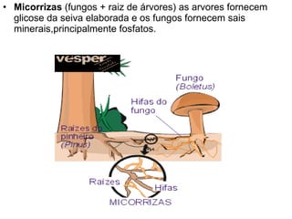 Micorrizas  (fungos + raiz de árvores) as arvores fornecem glicose da seiva elaborada e os fungos fornecem sais minerais,principalmente fosfatos. 