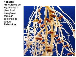Nódulos radiculares  de leguminosas (fixação do nitrogênio) como as bactérias do genero  Rhizobiun 