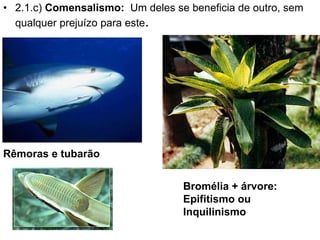 2.1.c)  Comensalismo:  Um deles se beneficia de outro, sem qualquer prejuízo para este .  Rêmoras e tubarão Bromélia + árvore: Epifitismo ou Inquilinismo  