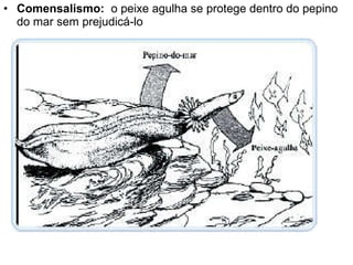 Comensalismo:  o peixe agulha se protege dentro do pepino do mar sem prejudicá-lo 