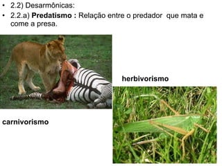 2.2) Desarmônicas: 2.2.a)  Predatismo :  Relação entre o predador  que mata e come a presa.  carnivorismo herbivorismo 