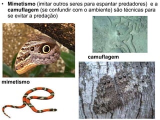 Mimetismo  (imitar outros seres para espantar predadores)  e a  camuflagem  (se confundir com o ambiente) são técnicas para se evitar a predação) mimetismo camuflagem 