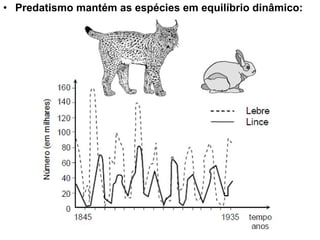 Predatismo mantém as espécies em equilíbrio dinâmico:  