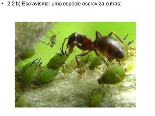 2.2 b) Escravismo: uma espécie escraviza outras: 