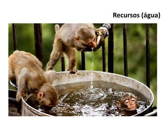 Recursos (água)
 