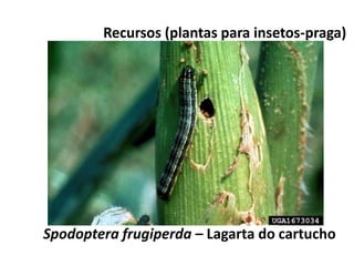Recursos (plantas para insetos-praga)
Spodoptera frugiperda – Lagarta do cartucho
 