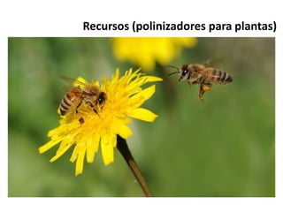 Recursos (polinizadores para plantas)
 
