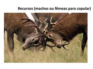 Recursos (machos ou fêmeas para copular)
 