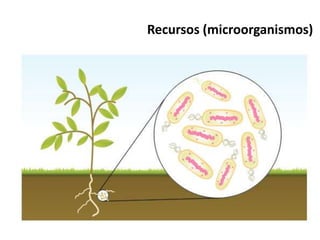 Recursos (microorganismos)
 