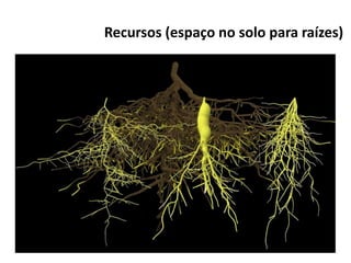 Recursos (espaço no solo para raízes)
 