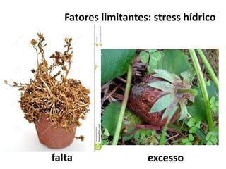 Fatores limitantes: stress hídrico
excessofalta
 