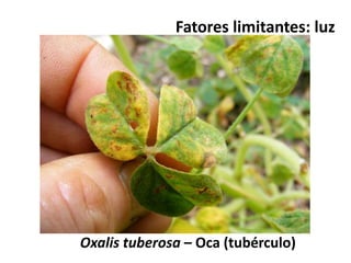 Fatores limitantes: luz
Oxalis tuberosa – Oca (tubérculo)
 