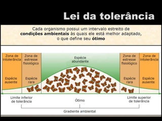 Lei da tolerância
 
