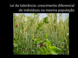 Lei da tolerância: crescimento diferencial
de indivíduos na mesma população
 