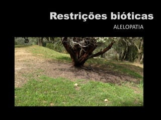 Restrições bióticas
ALELOPATIA
 