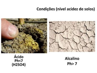 Condições (nível acidez de solos)
Ácido
Ph<7
(H2SO4)
Alcalino
Ph> 7
 