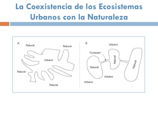 La Coexistencia de los Ecosistemas
    Urbanos con la Naturaleza
 