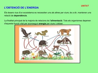 UNITAT
L'OBTENCIÓ DE L'ENERGIA
Els éssers vius d'un ecosistema es necessiten uns als altres per viure; és a dir, mantenen una
relació de dependència.

La finalitat principal de la majoria de relacions és l'alimentació. Tots els organismes depenen
d'aquesta funció vital per aconseguir energia per viure i créixer.
 