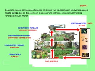 UNITAT

Segons la manera com obtenen l'energia, els éssers vius es classifiquen en diversos grups o
nivells tròfics, que es disposen com a graons d'una piràmide, on cada nivell tròfic rep
l'energia del nivell inferior.


                                                                       DESCOMPONEDORS FONGS I
                                                                              BOLETS
             CONSUMIDORS TERCIARIS
              SUPERDEPREDADORS


   CONSUMIDORS SECUNDARIS
   CARNÍVORS O DEPREDADORS



CONSUMIDORS PRIMARIS
     HERBÍVORS



    PRODUCTORS
      PLANTES

                                            SALS MINERALS
 