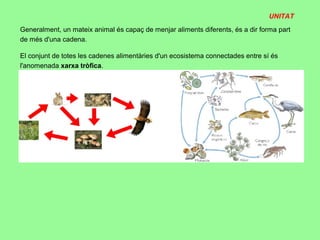 UNITAT
Generalment, un mateix animal és capaç de menjar aliments diferents, és a dir forma part
de més d'una cadena.

El conjunt de totes les cadenes alimentàries d'un ecosistema connectades entre sí és
l'anomenada xarxa tròfica.
 