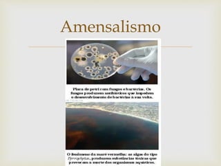 
Amensalismo